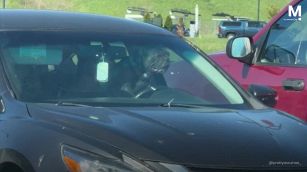 Lasciato solo in auto: il cane sbrocca e s'attacca al clacson