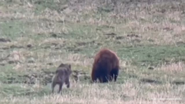 L'orso beffa i lupi