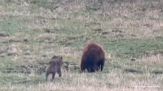 Lupi in agguato, la reazione dell'orso è sorprendente