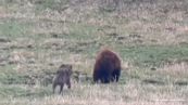 Lupi in agguato, la reazione dell'orso è sorprendente