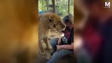 Le incredibili coccole tra il temibile ligre e la sua padrona