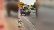 Panico in città: due rinoceronti si sfidano per le strade