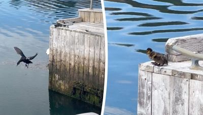 Mamma anatra dà l'esempio: il tuffo dei 7 anatroccoli è tutto da ridere