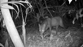 Il fantasma dell'Amazzonia: telecamera svela il mistero del cane dalle orecchie corte