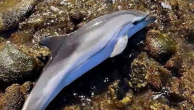 Delfino arenato sugli scogli: l'emozionante salvataggio