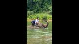Elefante si tuffa in acqua all’improvviso col turista in groppa