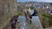 La strenua difesa del nido del falco pellegrino