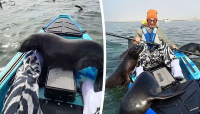 Namibia, foche si arrampicano su un kayak per ricevere le coccole