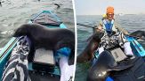 Namibia, foche si arrampicano su un kayak per ricevere le coccole