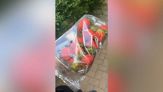 Compra una vaschetta di fragole: quello che ci trova è da non credere