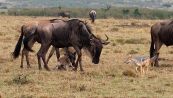 Gli sciacalli minacciano il cucciolo appena nato. ma arriva l'aiuto