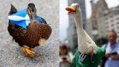 Chi sono Merlin e Donny, le anatre mascotte dei Mondiali 2026