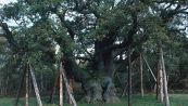 Morto l'albero di Robin Hood, addio all'antica quercia di Sherwood