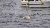 Spettacolo in mare: il rarissimo avvistamento dell'orca bianca