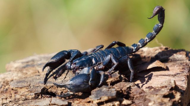Scoperto uno scorpione gigante