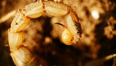Scoperto in Gran Bretagna uno scorpione gigante, è lungo un metro
