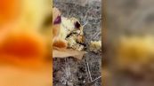 Orrore in pasticceria: ecco chi spunta dal dolcetto