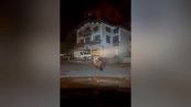 Orso in città: scatta l'inseguimento