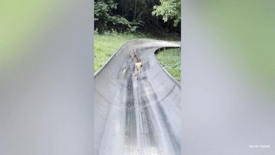 Sorpresa sullo scivolo nel bosco: il bambino incontra un amico inaspettato
