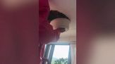 Rumori dal soffitto: la sorpresa lascia a bocca aperta