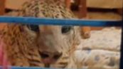 Il leopardo entra in casa, la reazione del proprietario è da applausi