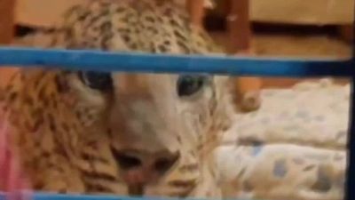 Il leopardo entra in casa, la reazione del proprietario è da applausi