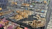 Vietnam, salvati 400 gattini: erano stati rubati per finire al macello
