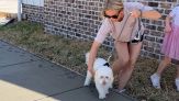 Cane anziano lascia le impronte nel cemento come ricordo