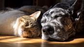 Caldo, come proteggere cani e gatti dal colpo di calore