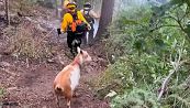 La capra "Goldie" dà una mano ai pompieri