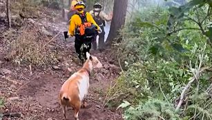 La capra "Goldie" dà una mano ai pompieri