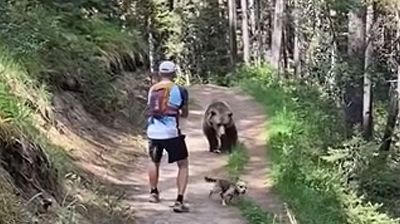 Escursione da brividi: orso insegue una coppia nel bosco