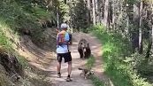 Escursione da brividi: orso insegue una coppia nel bosco
