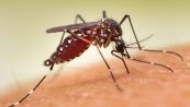 Febbre Dengue, allarme in Italia: come proteggersi