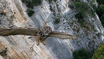 Il drone vola sulla montagna: all'improvviso su di lui piomba il gufo