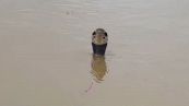 Alluvione in Cina, 900 serpenti fuggono da un allevamento