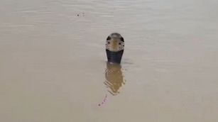 Alluvione in Cina, 900 serpenti fuggono da un allevamento