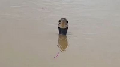 Alluvione in Cina, 900 serpenti fuggono da un allevamento