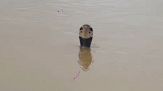 Alluvione in Cina, 900 serpenti fuggono da un allevamento