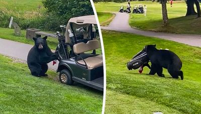 Anche troppo giocherellone: l'orso ruba la borsa da golf