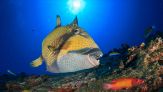 Pesce balestra, allarme sulle coste in Italia: cosa fare se ti morde