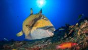 Pesce balestra, allarme sulle coste in Italia: cosa fare se ti morde