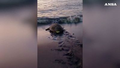 Tartaruga tra le sdraio: il video del salvataggio del Wwf