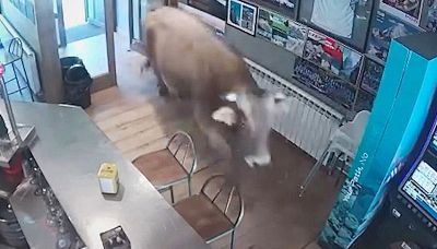 Il toro fa irruzione nel bar: la reazione del cameriere è da non credere