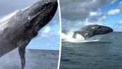 Byron Bay, incredibile acrobazia della balena davanti ai turisti