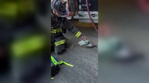 Il pompiere salva li piccione