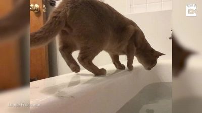 Il gatto controlla la vasca da bagno quando arriva la sorpresa