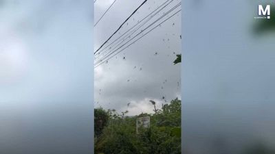 Lo spettacolo è inquietante: centinaia di ragni 'volanti' ricoprono i cavi elettrici