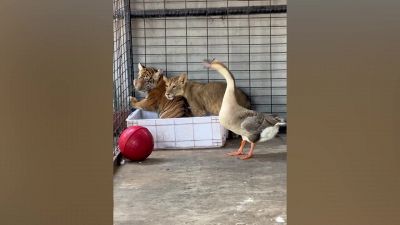 L'oca sfida leone e tigre: l'esito è a sorpresa