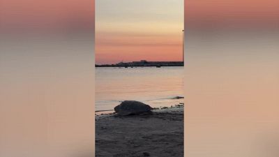 Ulisse torna in libertà: la tartaruga curata a Riccione è stata liberata a Pesaro